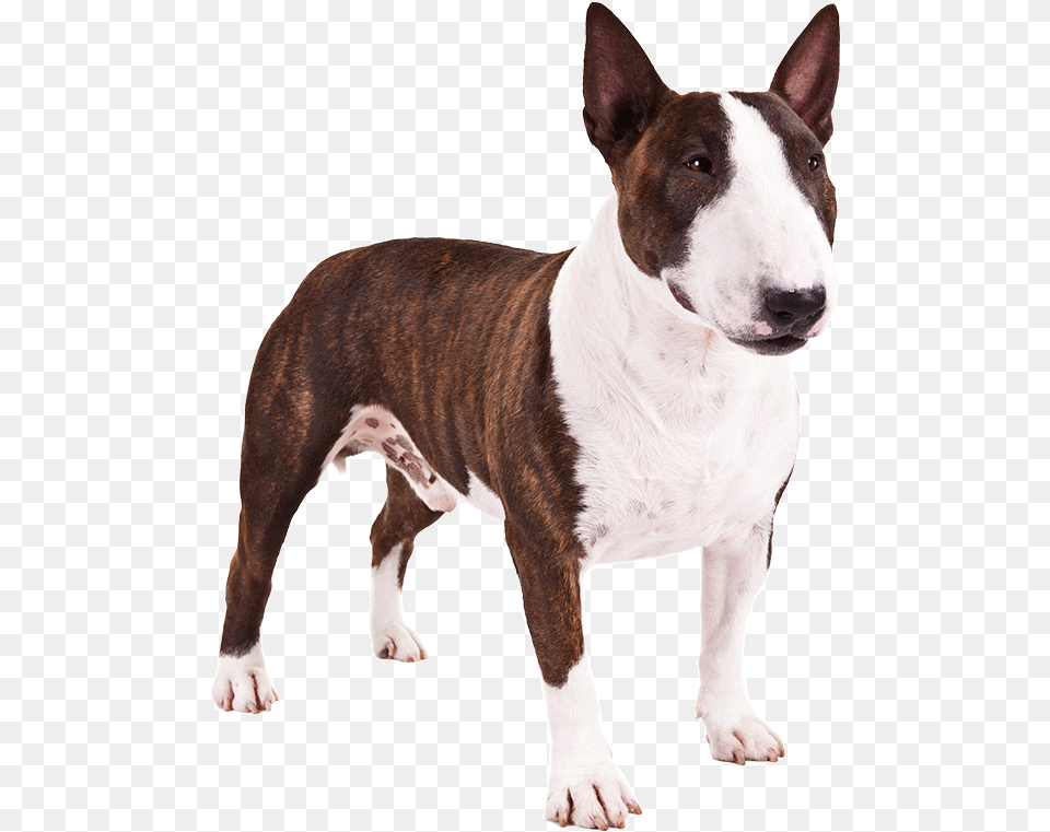 Breedold English Terrierbull Terrier Bull And Terriercarnivorebull Mini Bull Terrier, Animal, Canine, Dog, Mammal Free Transparent Png