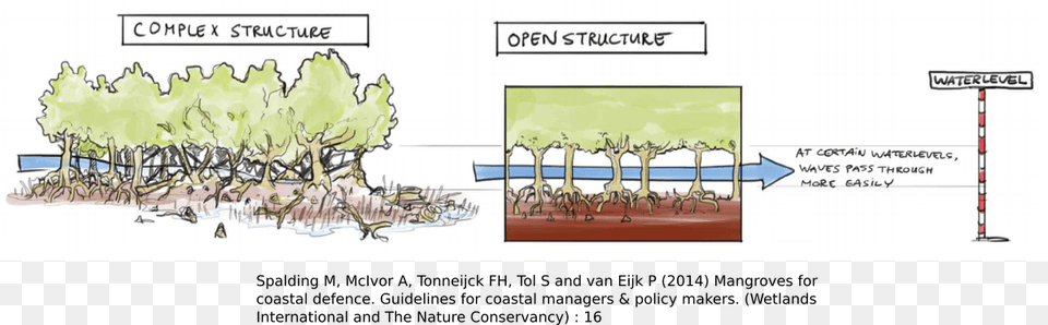 Bret Webb On Twitter Mangroves And Coastal Protection, Vegetation, Plant, Book, Comics Png Image