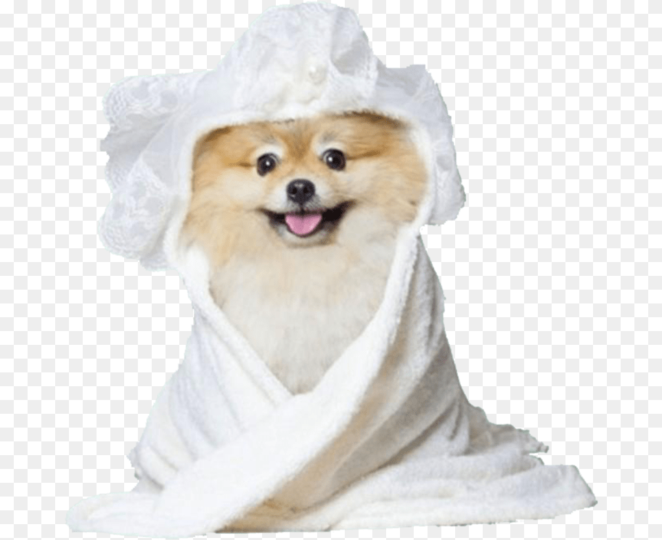 Bridal Shower Moshiqa Shower Dog, Hat, Clothing, Wedding, Person Free Png