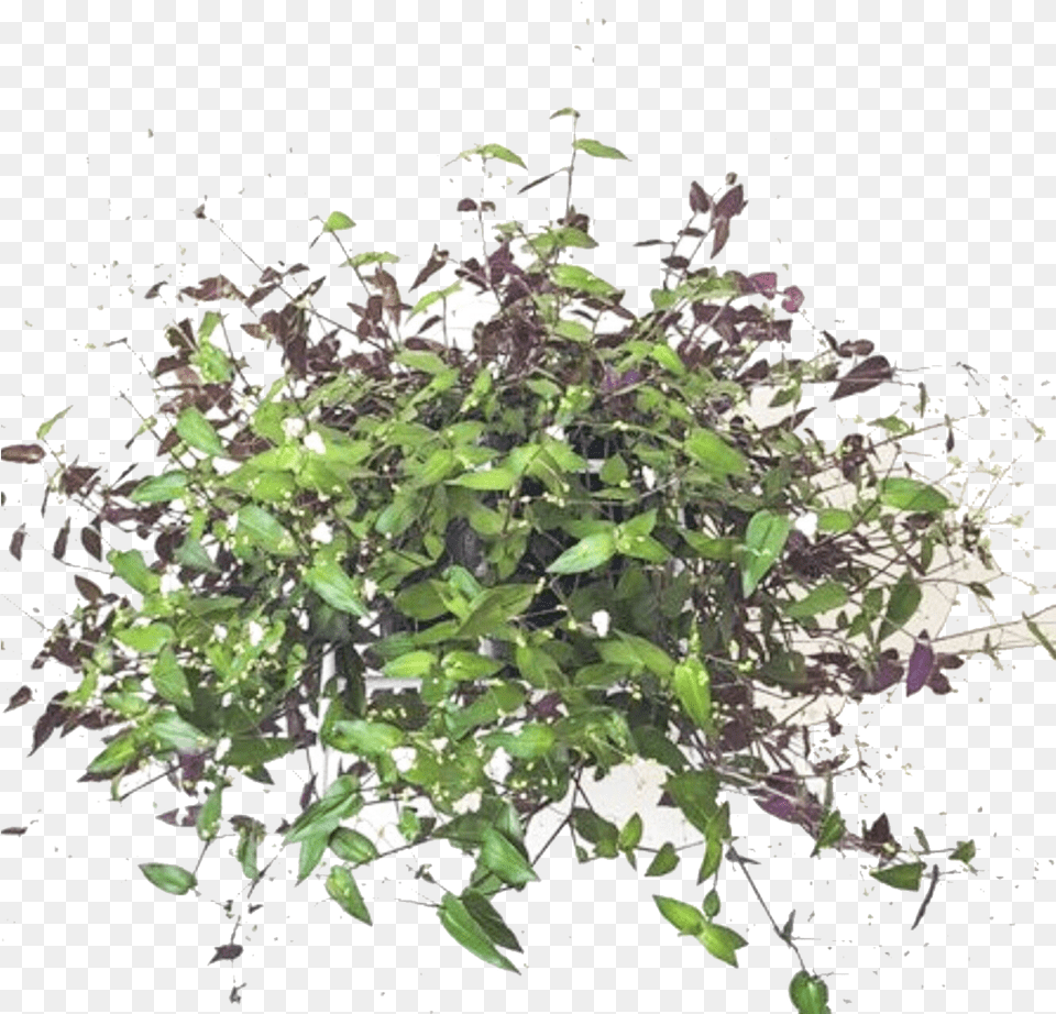 Bridal Veil Plant Indoor, Leaf, Potted Plant, Vine, Herbal Png Image