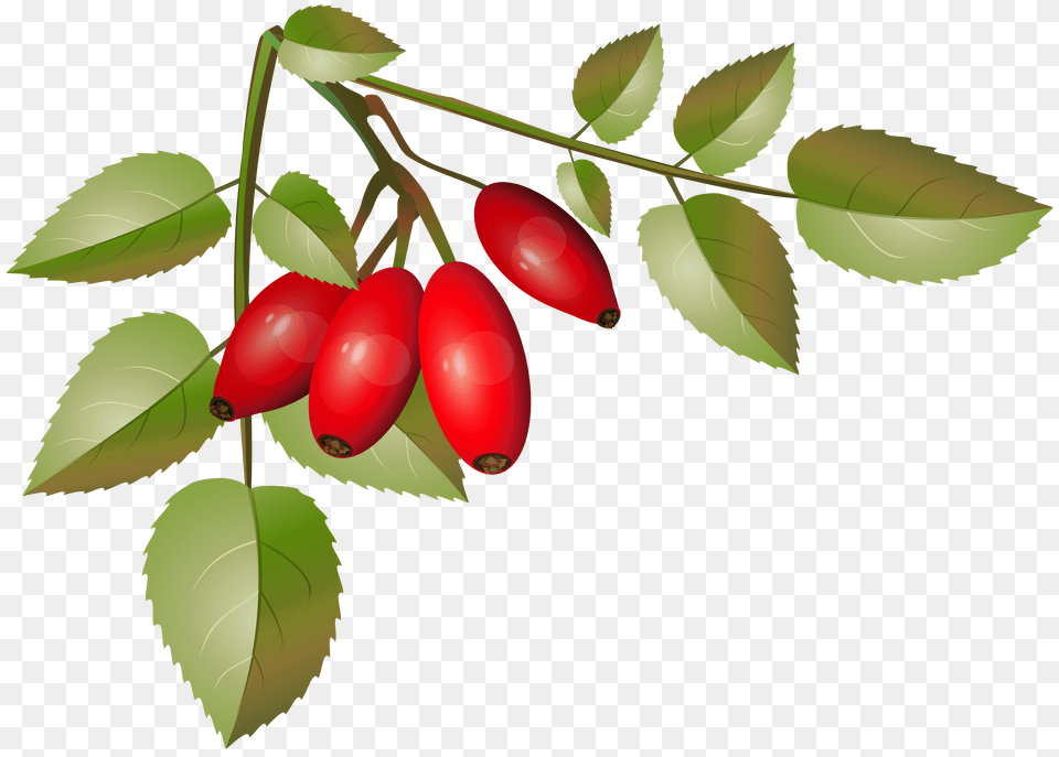 Brier Bush With Ripe Fruits Branch Clip Gallery Free Png