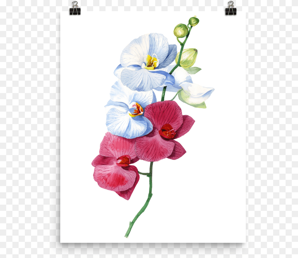 Bright And Colourful Orchid Watercolour Matte Poster Orchid Watercolour, Flower, Plant, Geranium, Petal Free Png Download