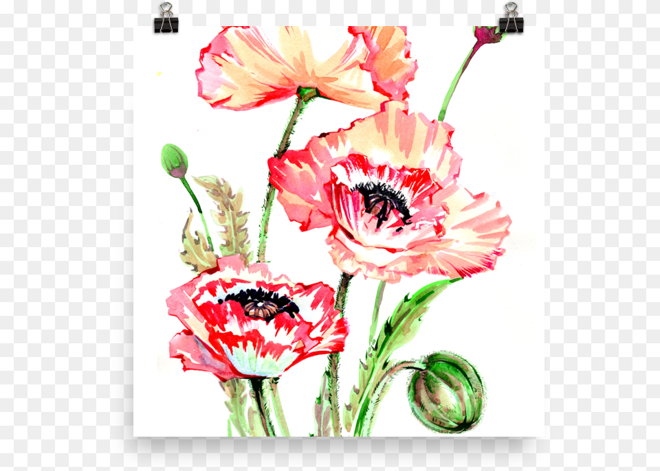 Bright And Floral Poppy Watercolour Matte Poster Watercolor Painting, Flower, Plant, Carnation Free Png Download