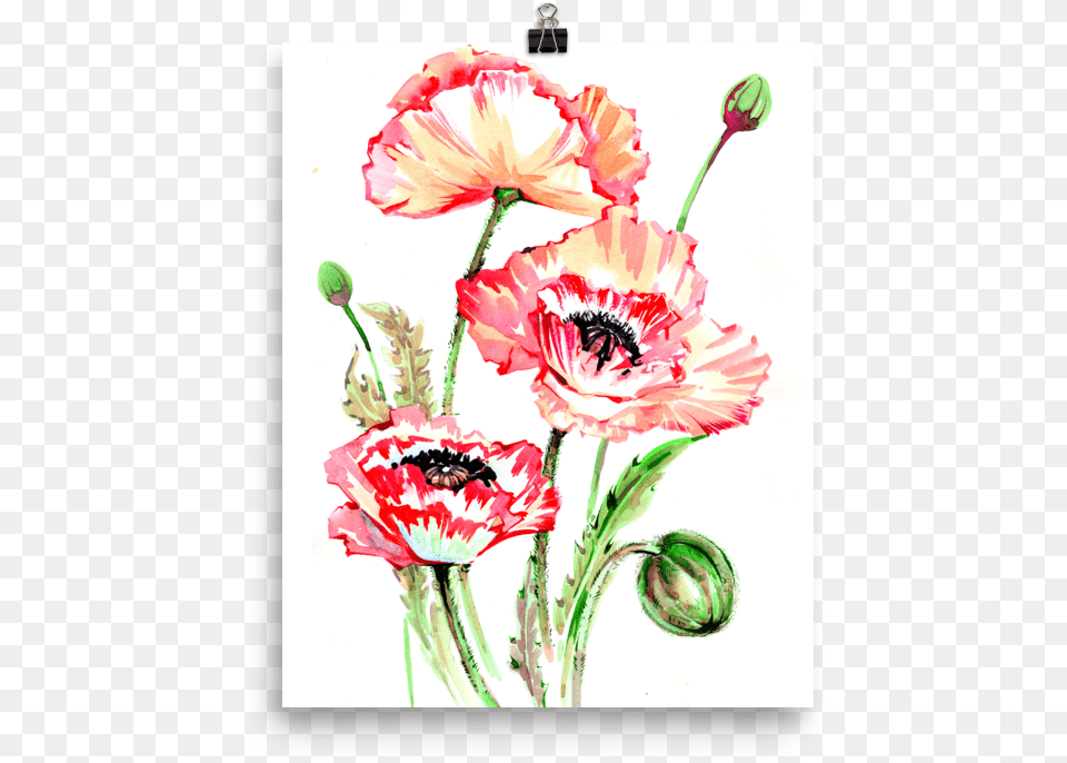 Bright And Floral Poppy Watercolour Matte Poster Watercolor Painting, Flower, Plant, Carnation Free Png