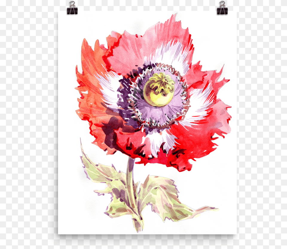Bright And Floral Poppy Watercolour Matte Poster Watercolor Painting, Flower, Plant, Rose Free Transparent Png