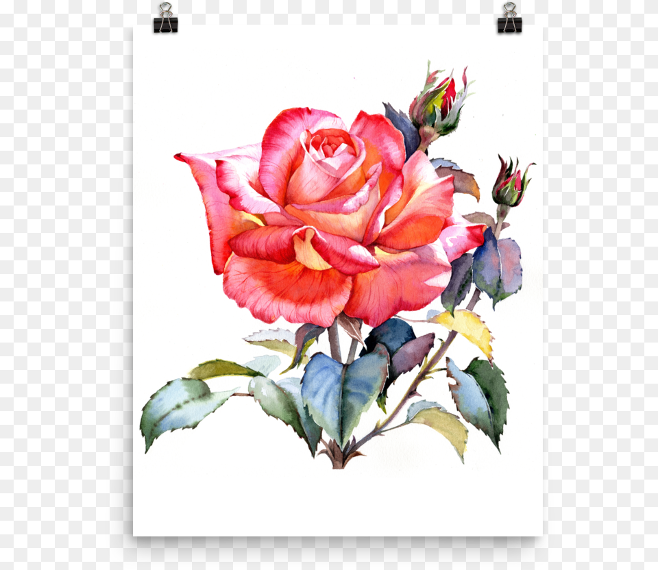 Bright And Floral Rose Watercolour Print Matte Poster Red Roses Watercolor, Flower, Plant, Pattern, Art Png