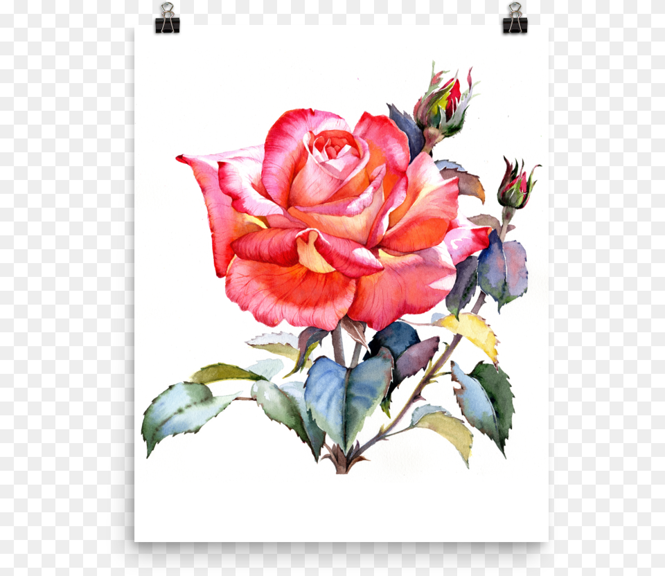 Bright And Floral Rose Watercolour Print Matte Poster Rose Watercolour, Flower, Plant, Pattern, Art Free Png Download