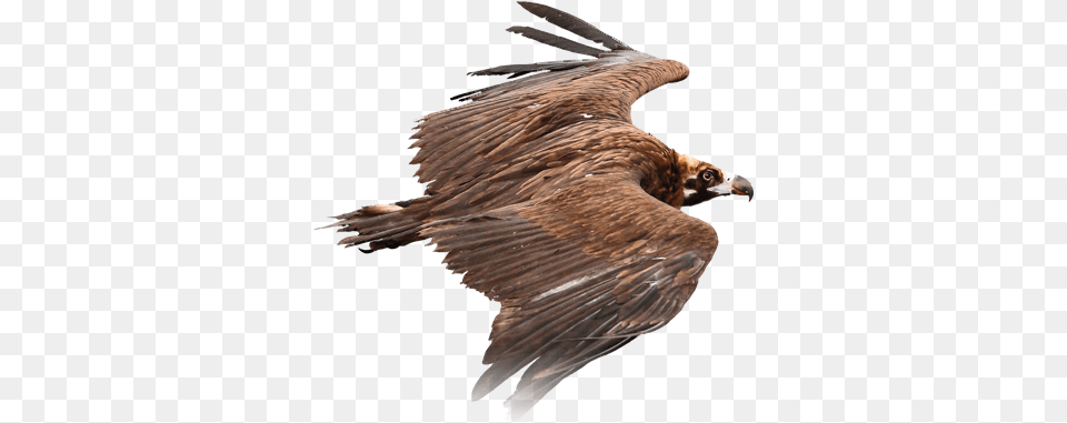 Bright Future For Black Vulture Vulture, Animal, Bird, Flying, Condor Png