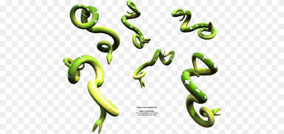 Bright Green Hanging Snakes By Madetobeunique Python Snake Vijay Mahar Fire, Animal, Reptile, Green Snake Free Transparent Png
