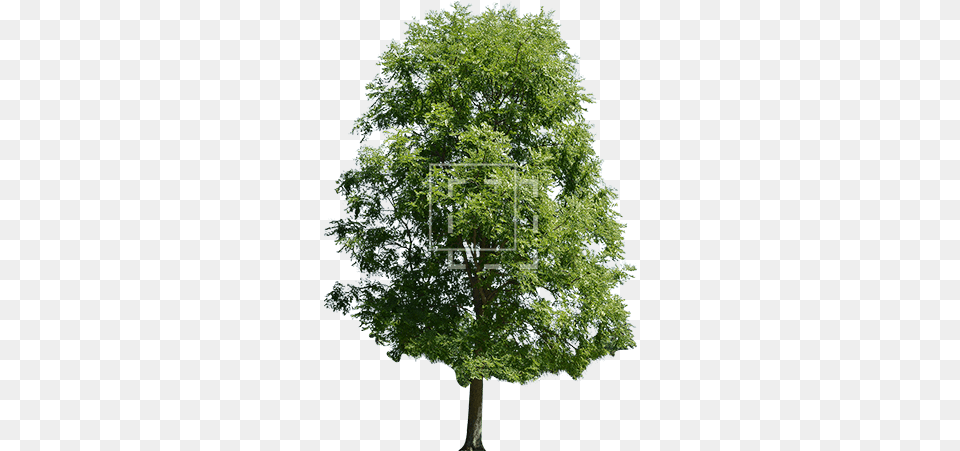 Bright Green Maple Tree Non Flowering Plants Pine Tree, Oak, Plant, Sycamore, Tree Trunk Png Image