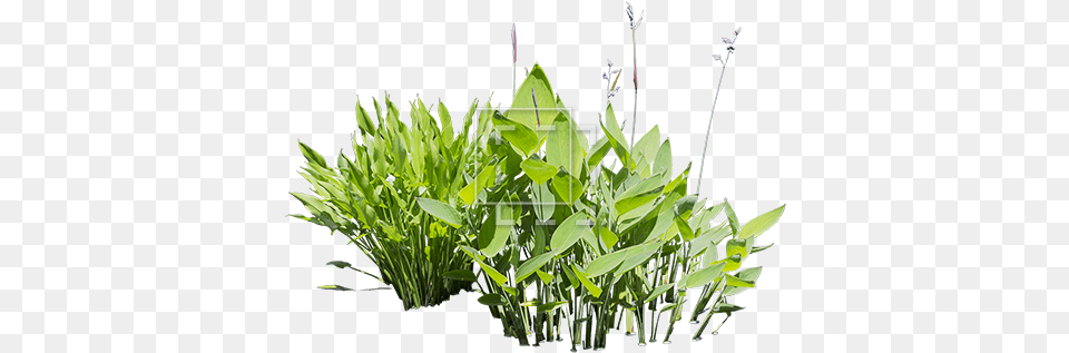 Bright Green Water Plants Cut Out For Your Rendering Aquatic Plant, Grass, Leaf, Herbal, Herbs Free Transparent Png