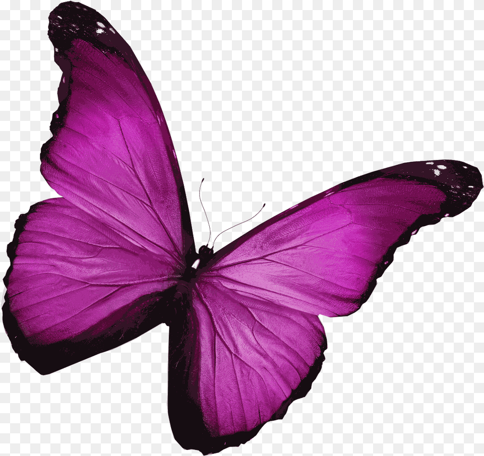 Bright Pink Butterfly Uk, Purple, Animal, Insect, Invertebrate Png