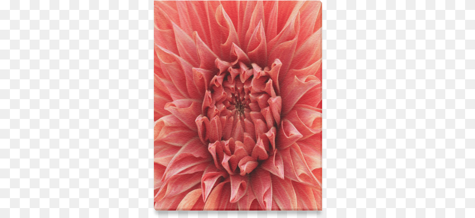 Bright Red Dahlia Flower Canvas Print 8, Plant, Petal Free Png