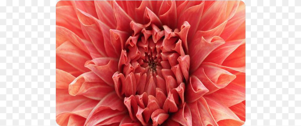 Bright Red Dahlia Flower Doormat, Plant, Petal Png Image