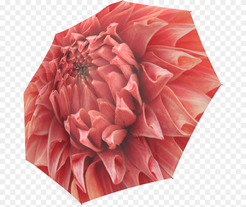 Bright Red Dahlia Flower Foldable Umbrella, Plant, Rose, Petal Free Transparent Png