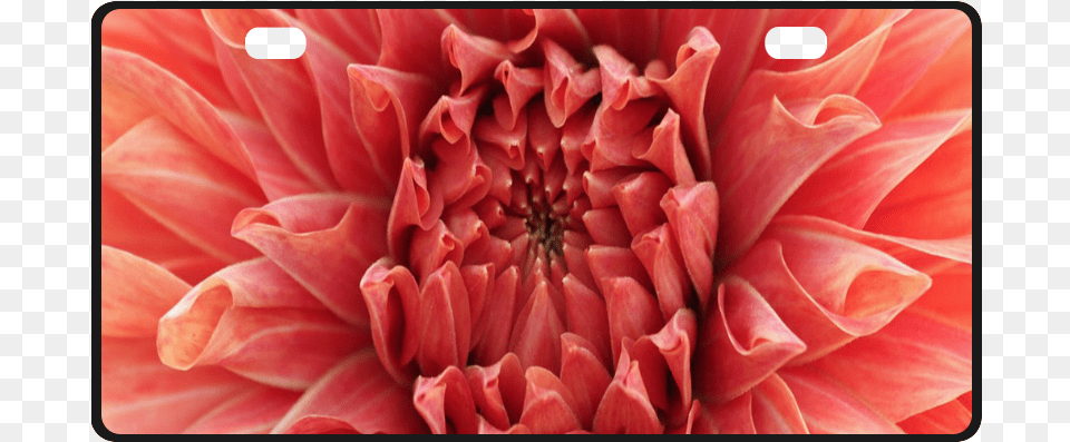 Bright Red Dahlia Flower License Plate Dahlia, Petal, Plant Png