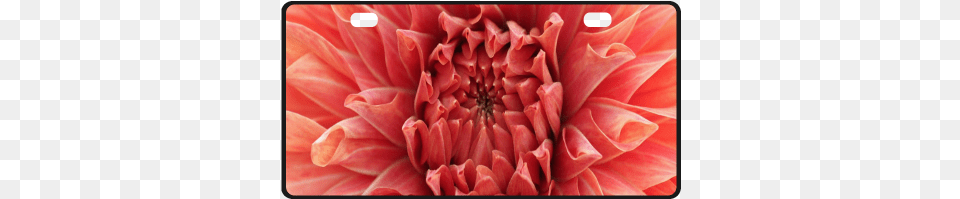 Bright Red Dahlia Flower License Plate East Urban Home 39dahlia39 Graphic Art Print, Petal, Plant Free Transparent Png