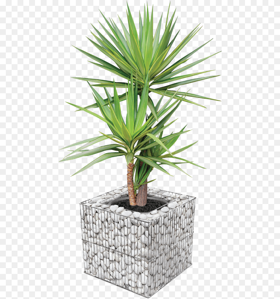 Bright White Gabion, Plant, Potted Plant, Tree, Agavaceae Free Png Download