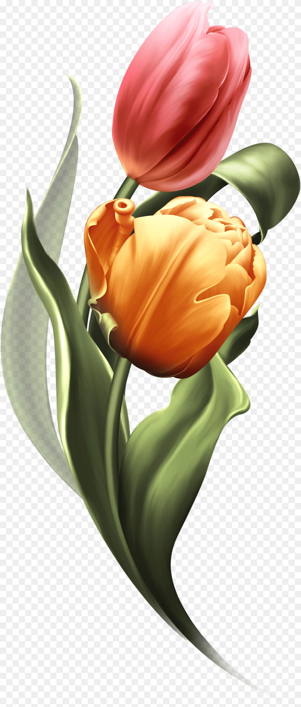 Bring Me Tulips Bring It On Tulips Tulips Flowers, Flower, Plant, Tulip Free Png Download