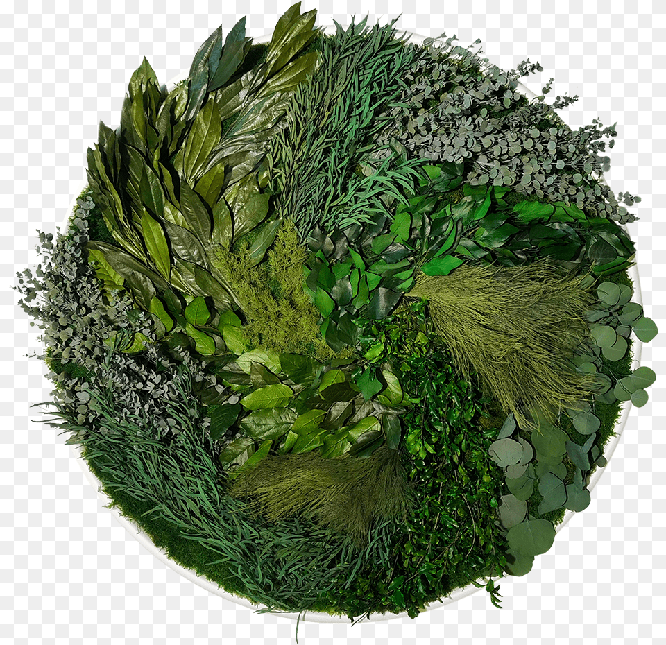 Bring The Splendour Of The Natural World Into Your Grass, Green, Herbal, Herbs, Plant Png