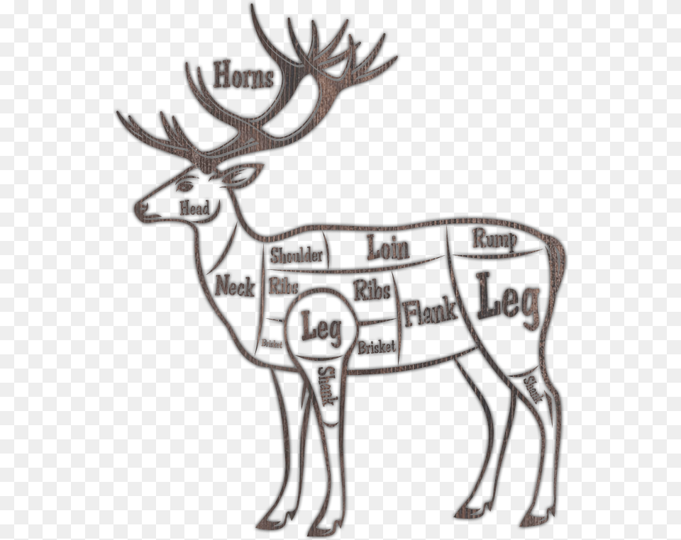 Brisket On A Deer, Animal, Mammal, Wildlife, Elk Free Transparent Png