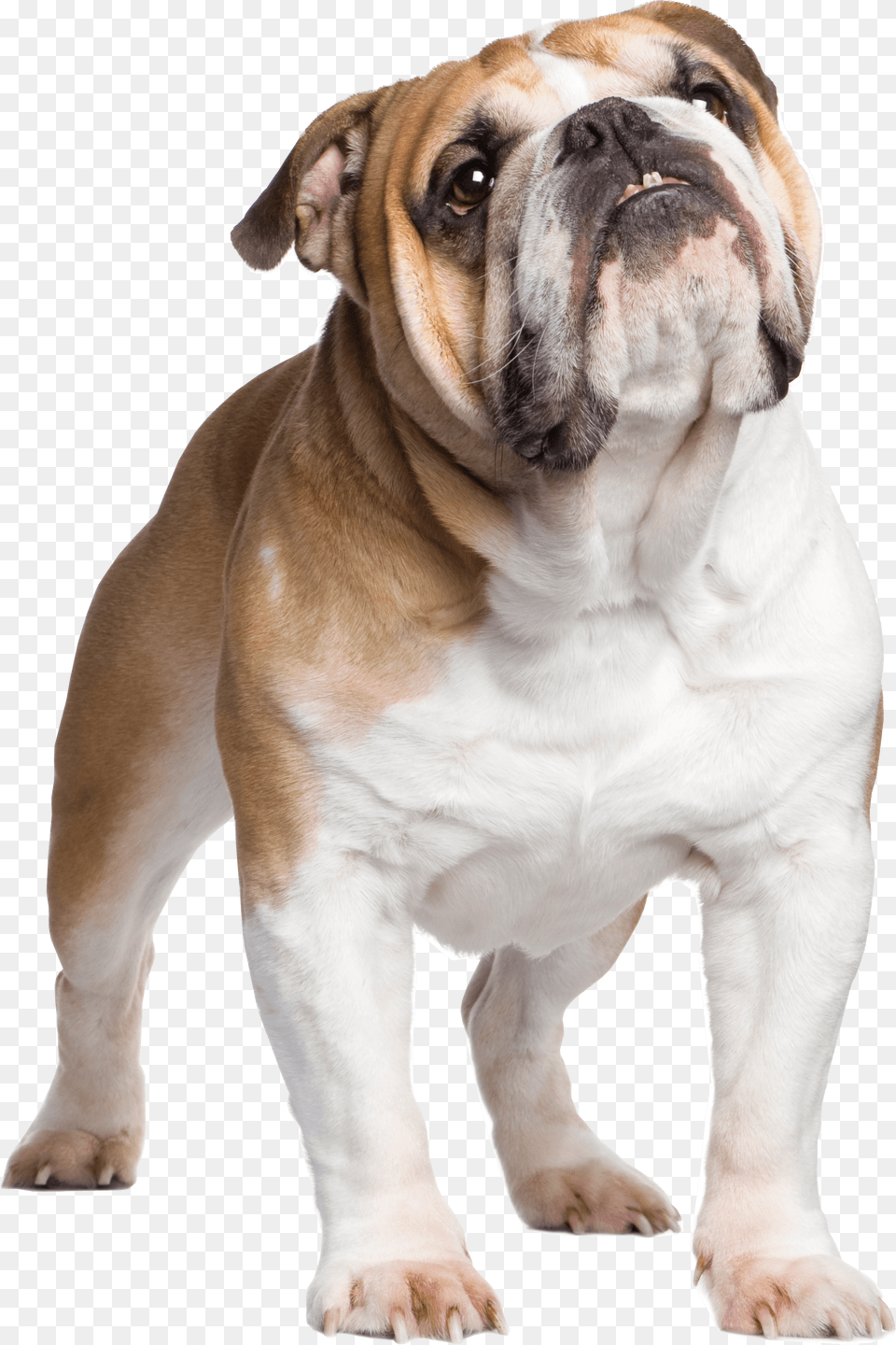British Bulldog With Union Jack, Animal, Canine, Dog, Mammal Free Transparent Png