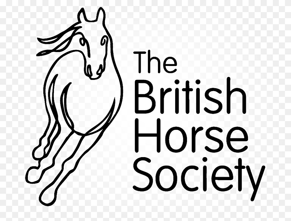 British Horse Society, Animal, Colt Horse, Mammal, Face Png