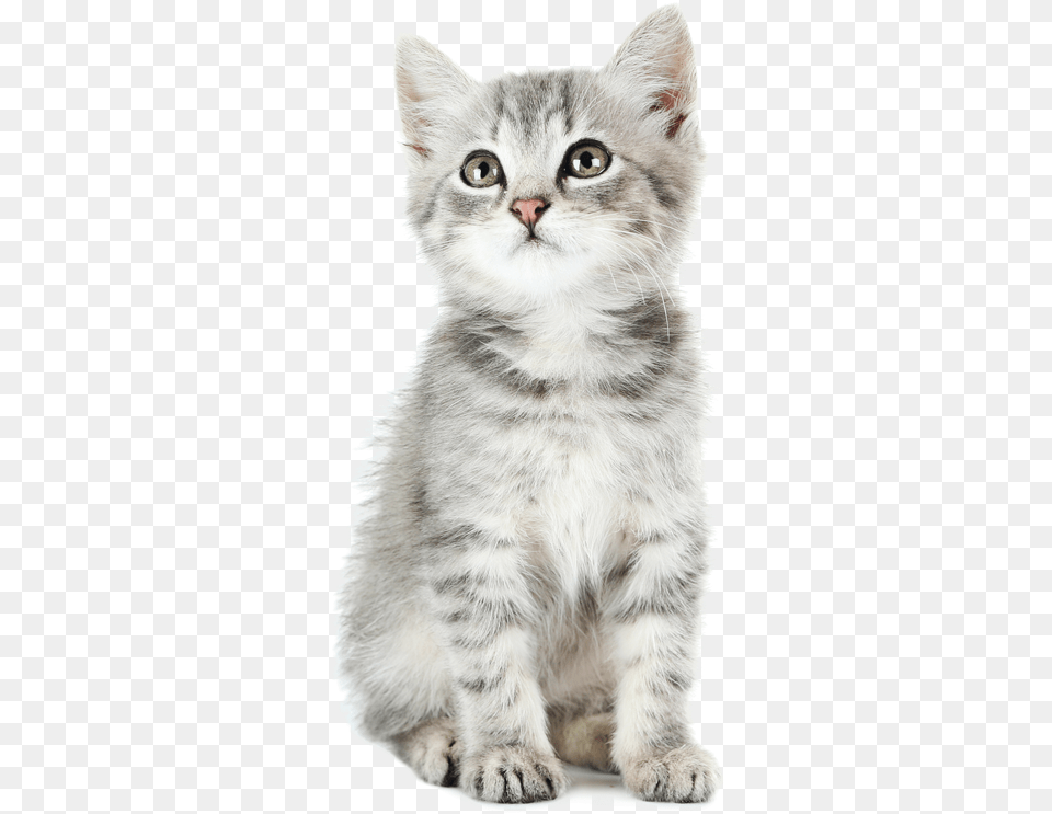 British Longhair, Animal, Cat, Kitten, Mammal Free Transparent Png