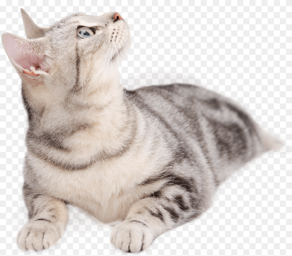 British Persian Dog Tabby Looking Upward Transprent Cat Lying Down Looking Up, Animal, Mammal, Pet, Manx Free Png Download