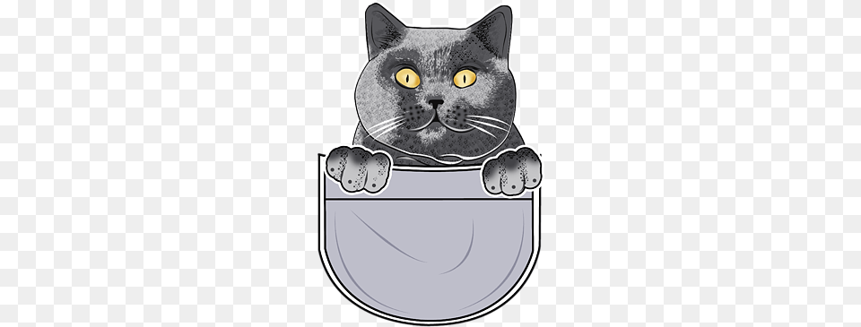 British Shorthair, Animal, Pet, Cat, Mammal Png Image