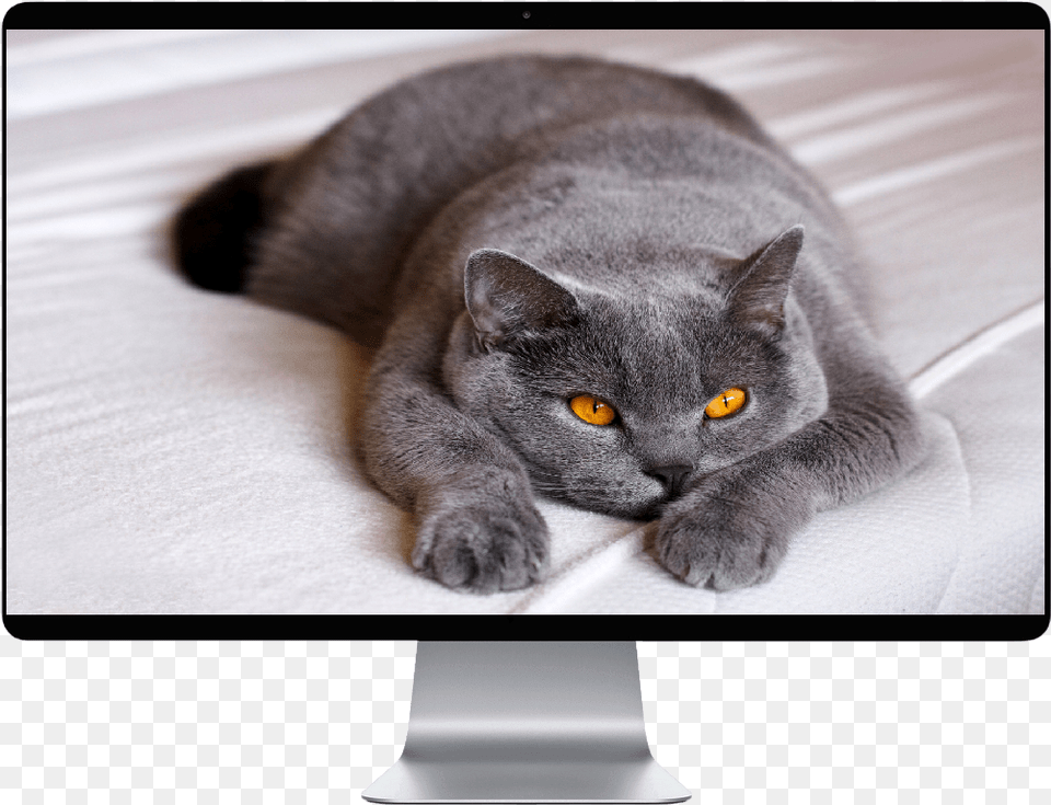 British Shorthair, Animal, Cat, Mammal, Pet Png Image