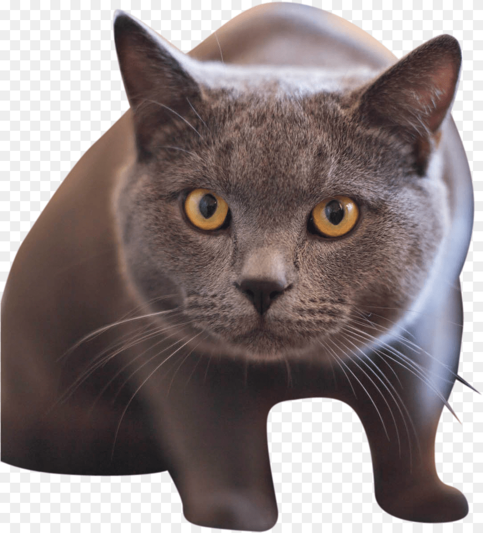 British Shorthair Cat With Yellow Eyes, Animal, Mammal, Pet, Abyssinian Free Transparent Png