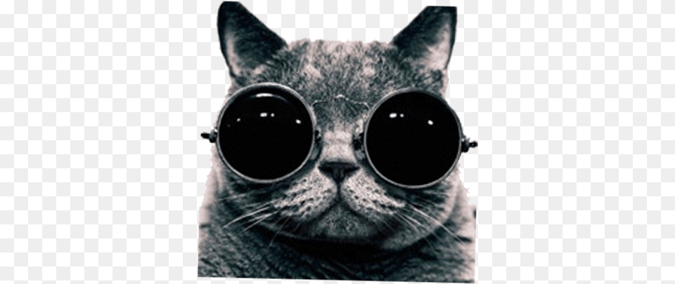 British Shorthair Photography Photographer Cool Cat With Sunglasses, Accessories, Goggles, Glasses, Animal Png Image