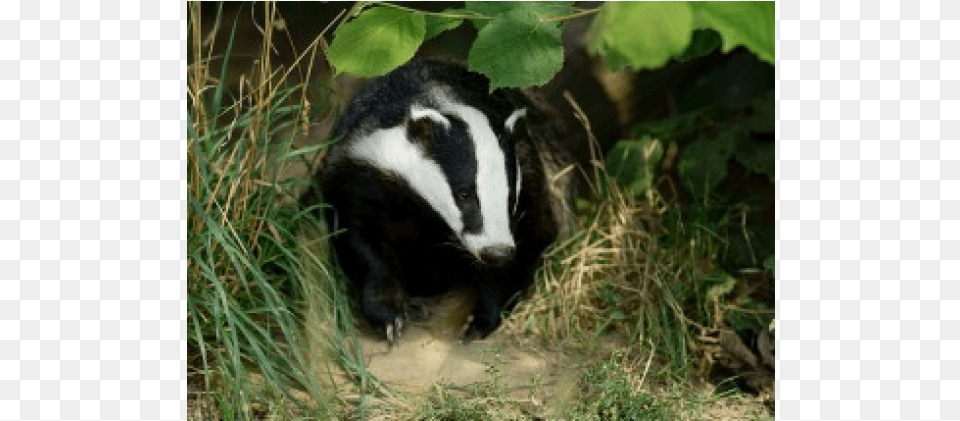 British Wildlife, Animal, Mammal, Badger, Cattle Free Png Download