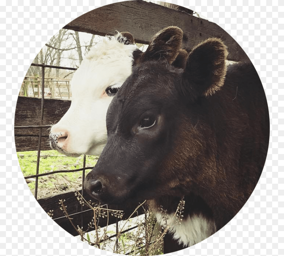 Brittain Farms Kirbyville Missouri Calf, Animal, Cattle, Cow, Livestock Free Png Download