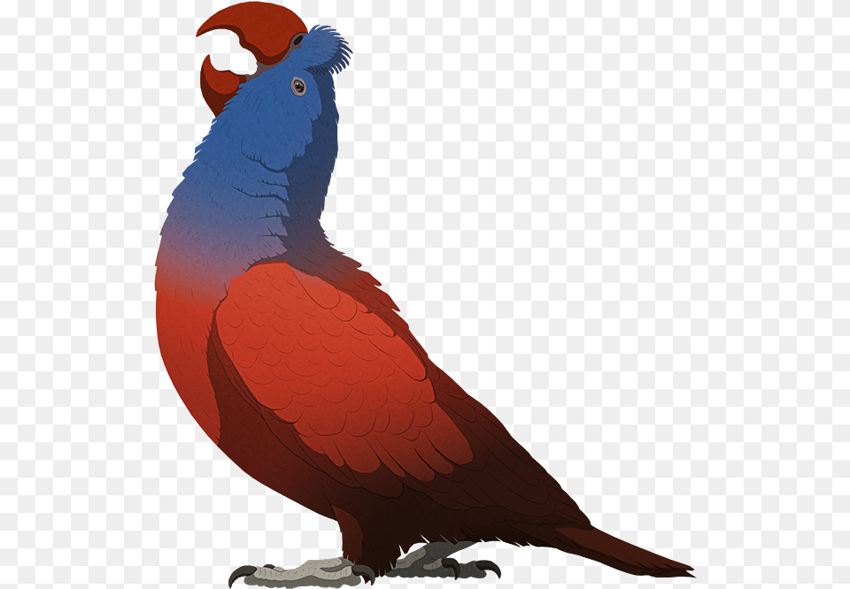Broad Billed Parrot, Animal, Beak, Bird Png