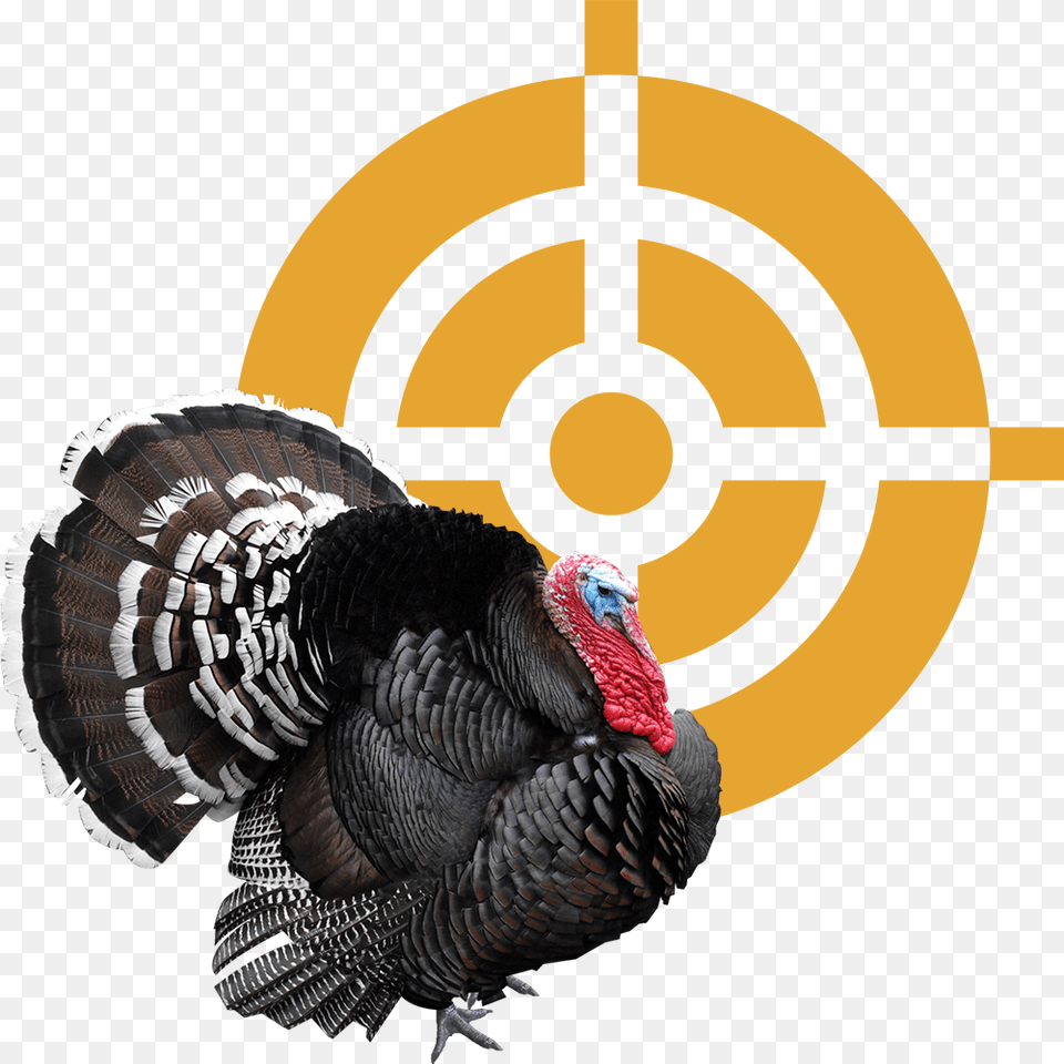 Broad Breasted Black Turkey, Animal, Bird, Fowl, Poultry Free Transparent Png