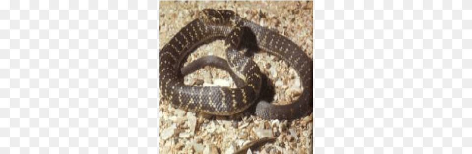 Broad Headed Snake, Animal, Reptile Png