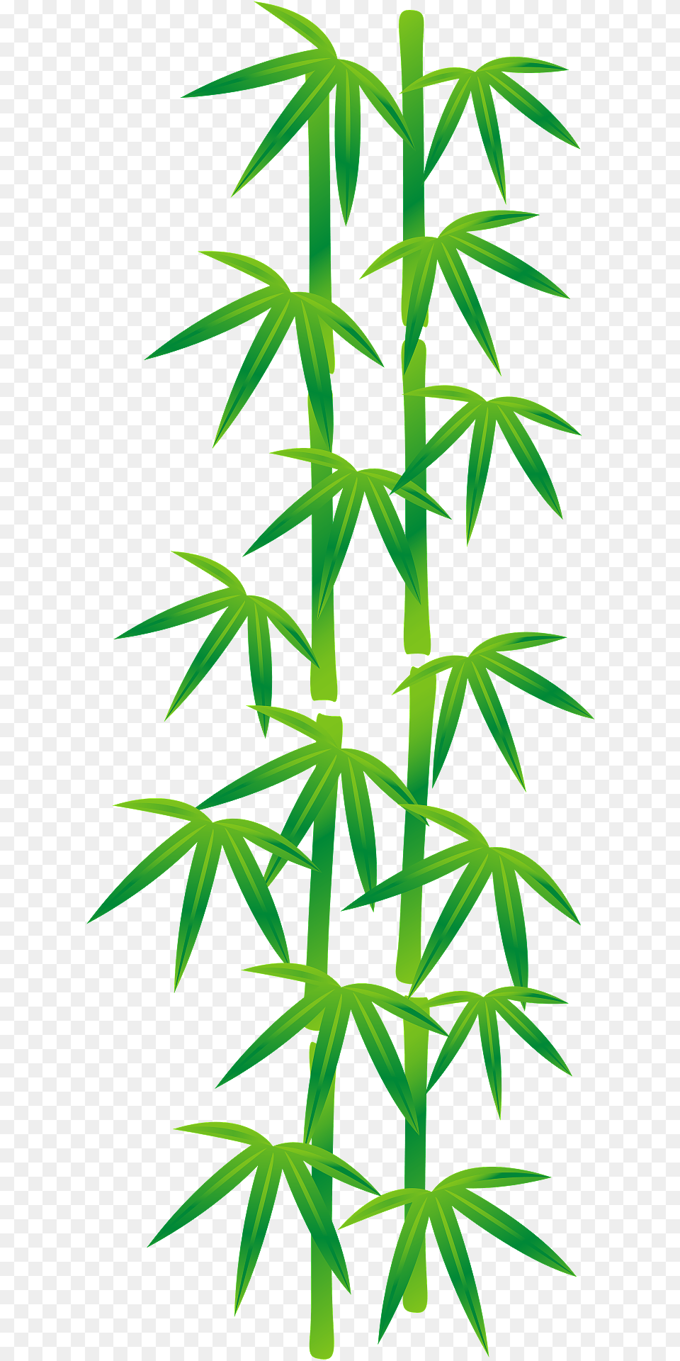 Broad Leaf Bamboo Clipart, Plant Free Png