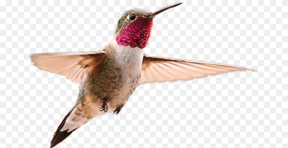 Broad Tailed Hummingbird Hummingbird Background, Animal, Bird Free Transparent Png