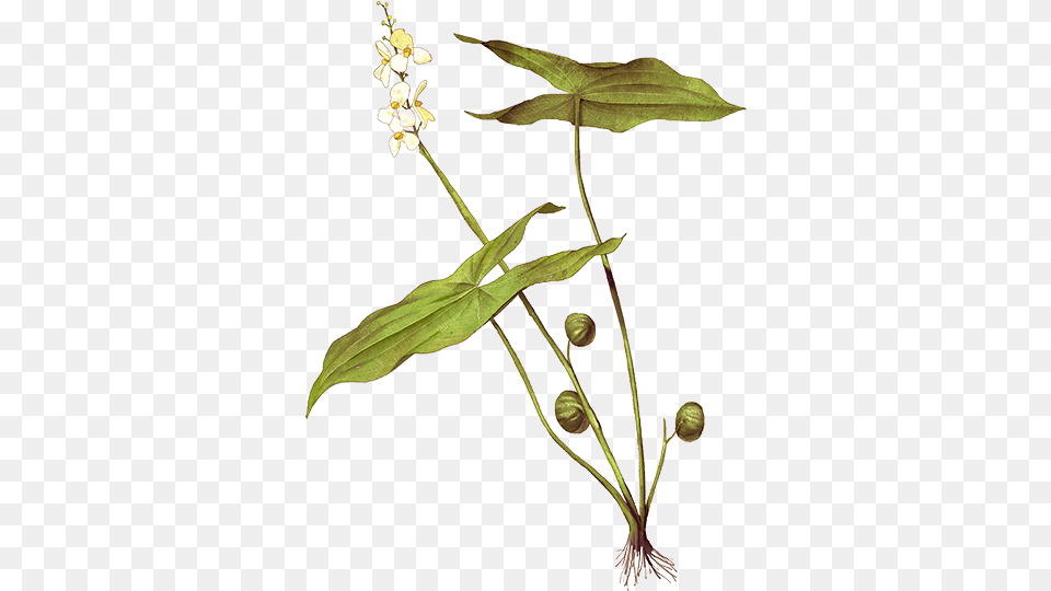 Broadleaved Arrowhead Illustration, Flower, Leaf, Plant, Acanthaceae Free Transparent Png