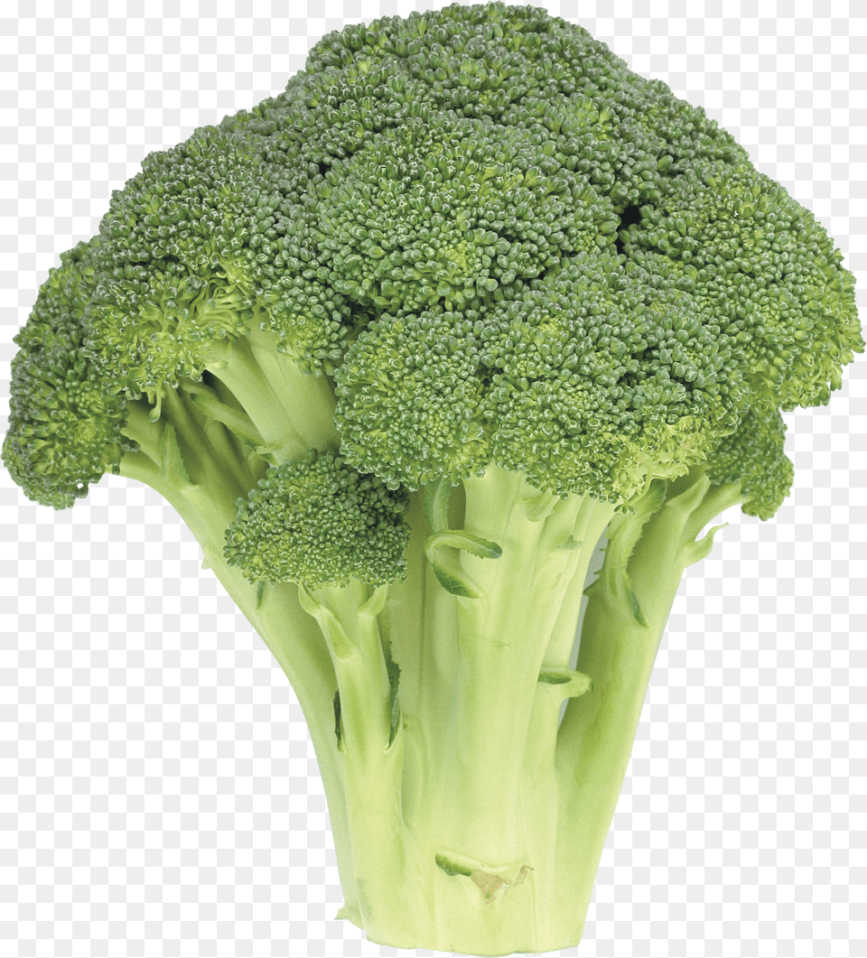 Broccoli, Food, Plant, Produce, Vegetable Png Image