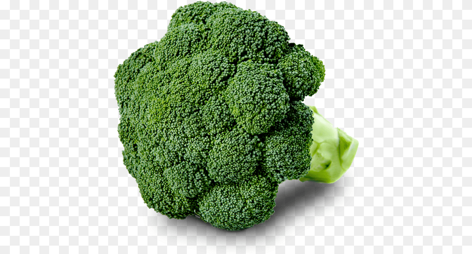 Broccoli, Food, Plant, Produce, Vegetable Free Png