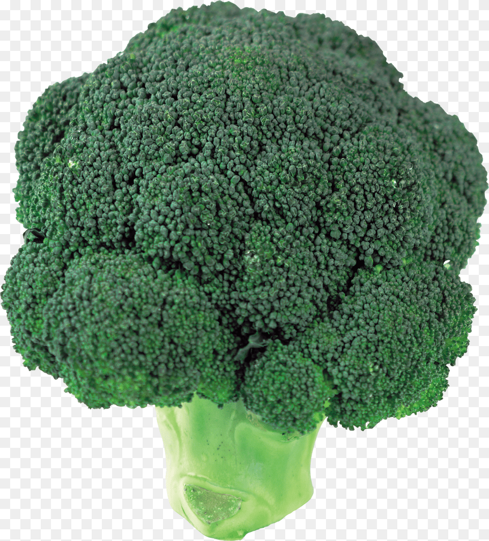 Broccoli Free Png