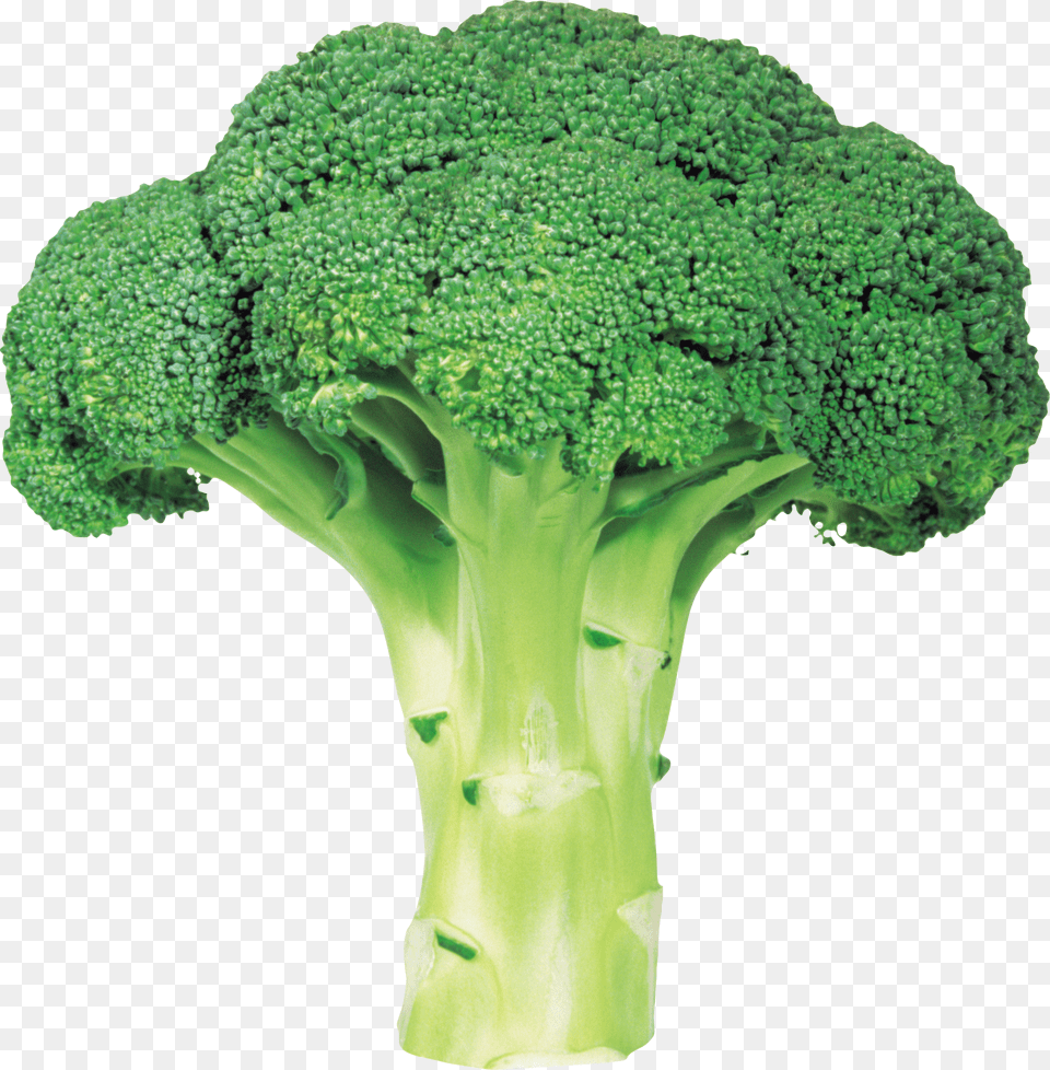 Broccoli, Food, Plant, Produce, Vegetable Free Png