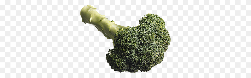 Broccoli, Food, Plant, Produce, Vegetable Free Transparent Png