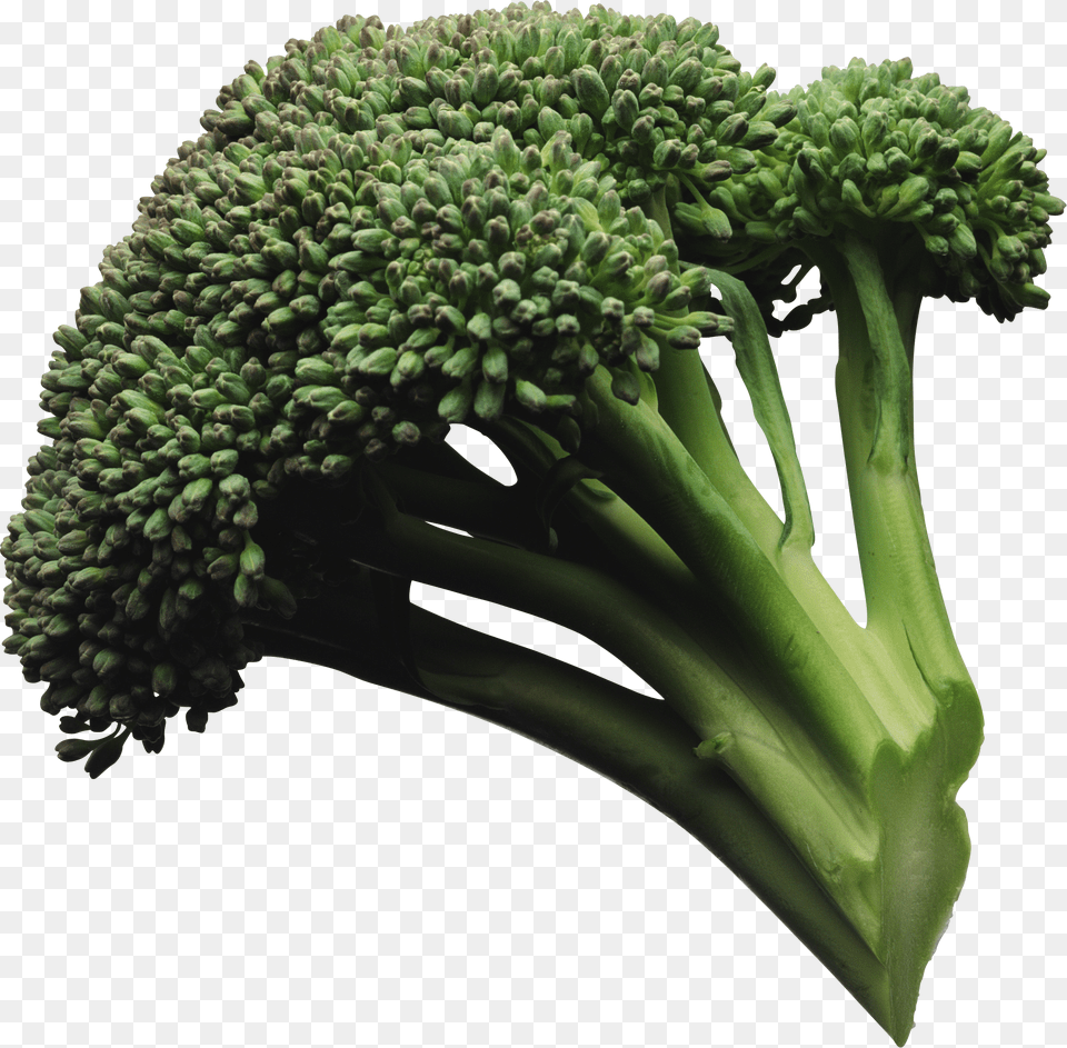 Broccoli, Food, Plant, Produce, Vegetable Png Image