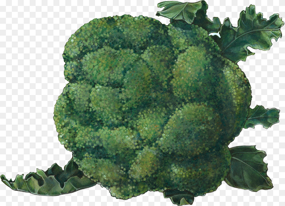 Broccoli Free Transparent Png