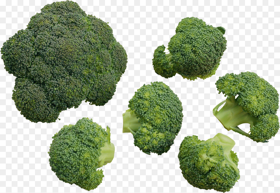 Broccoli, Person, People, Graduation, Woman Free Png