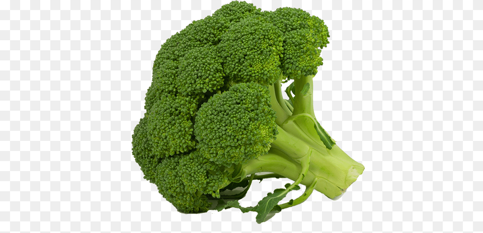 Broccoli, Food, Plant, Produce, Vegetable Free Png Download
